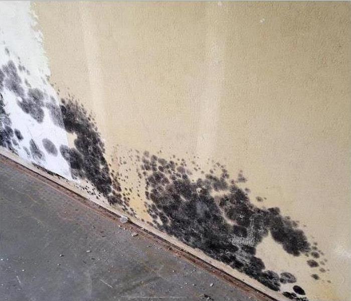 Patches of black mold growing in wall. 